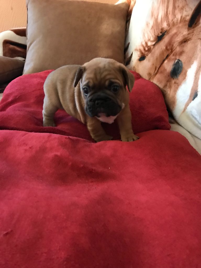 Aux Mini Oursons - Chiots disponibles - Bouledogue français